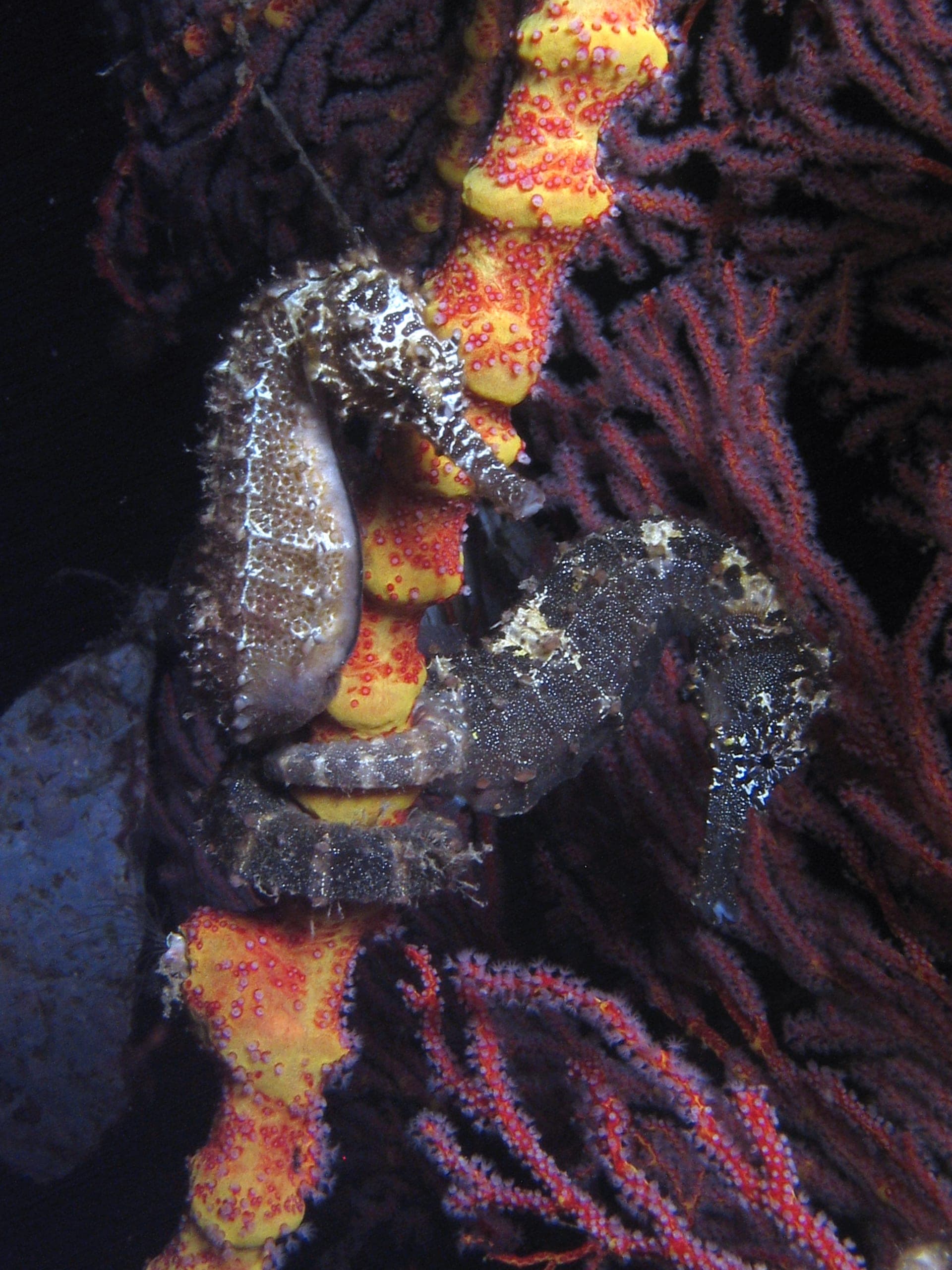 Pygmy seahorses