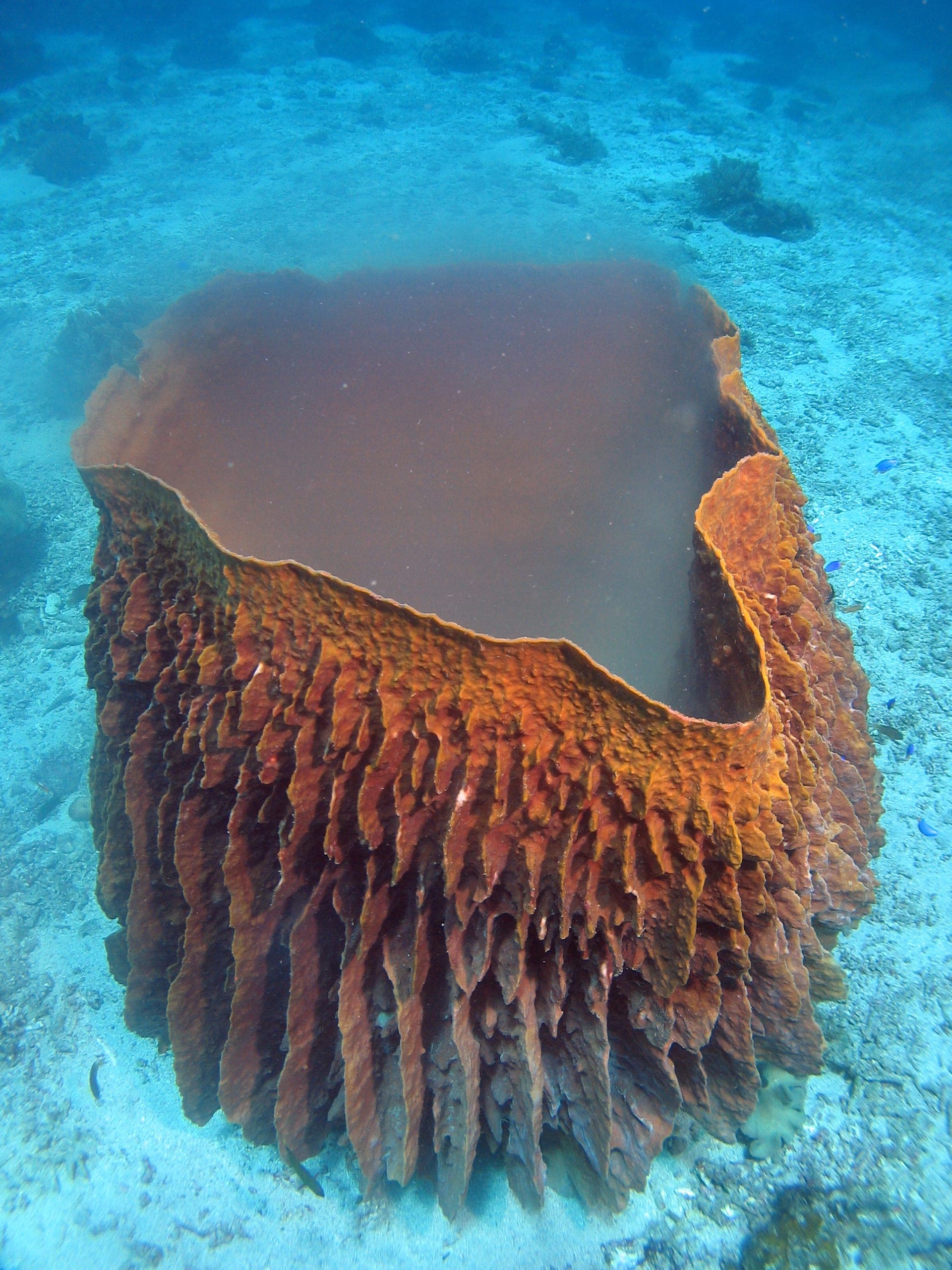 Barrel sponge and reef fish