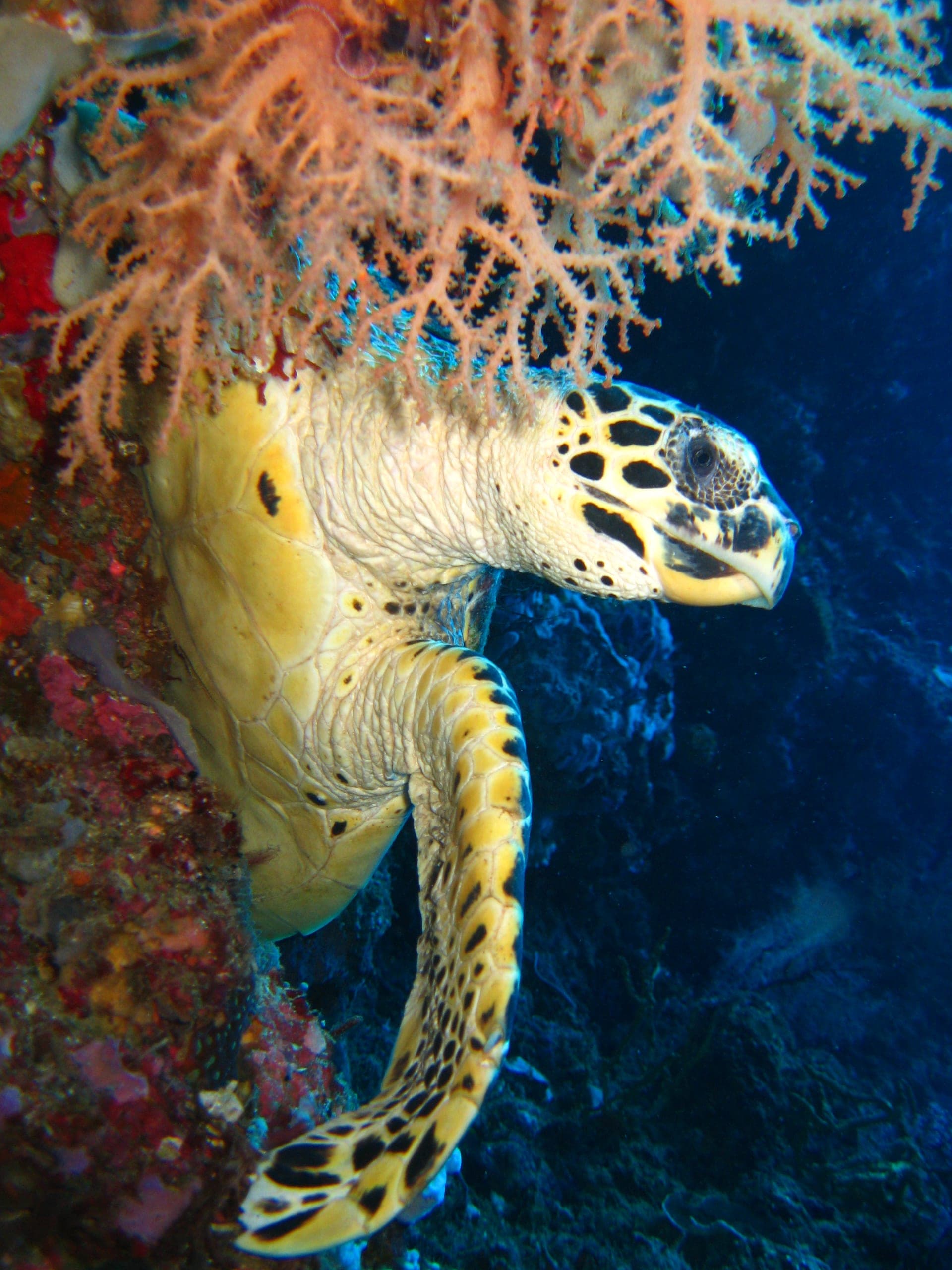 Frogfish on the reef