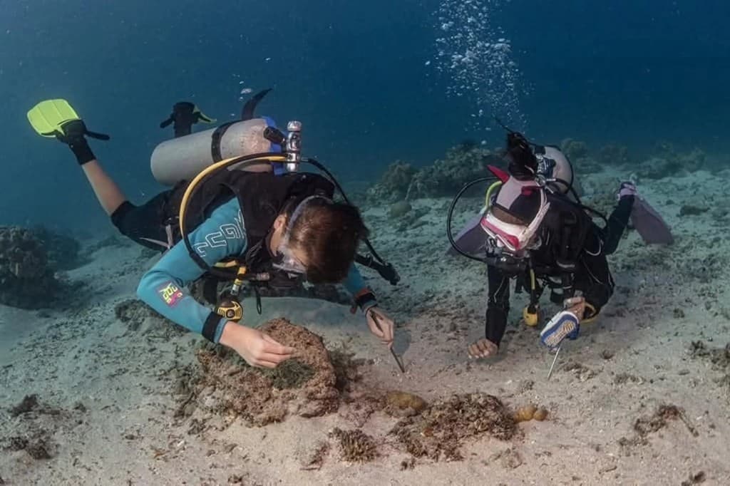 Divers planting coral fragments on the house reef