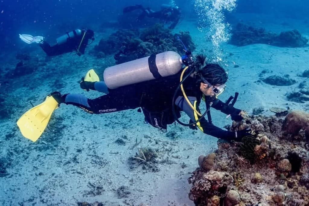 Diver tending coral on the house reef during restoration work