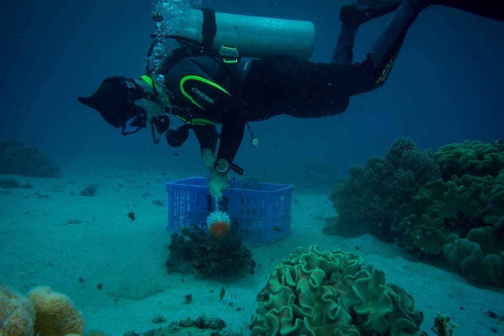 Diver maintaining a coral colony during reef restoration