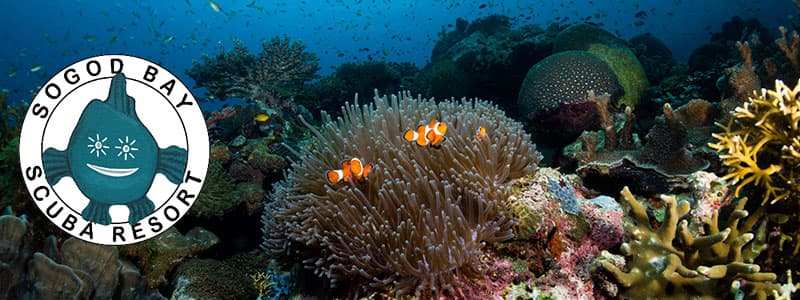 Reef planting activity in Sogod Bay