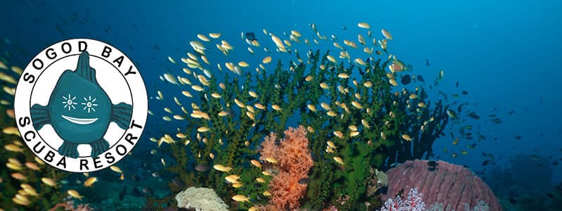 Healthy reef habitat in Southern Leyte