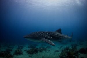 Whale Shark at San Ricardo